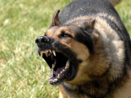 Болгария. Бродячая собака покусала в Новой Загоре 4-х человек, включая полицая