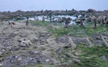 Болгария. Ад для кораблей, рай для рыбаков – воды в Дунае по колено