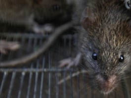 Болгария. В Софии резко выросла популяция крыс, грядёт нашествие грызунов